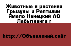 Животные и растения Грызуны и Рептилии. Ямало-Ненецкий АО,Лабытнанги г.